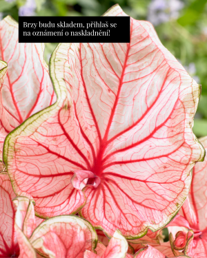 Kaládium 'Florida Sweetheart' (Caladium sp.) (1 jumbo hlíza)