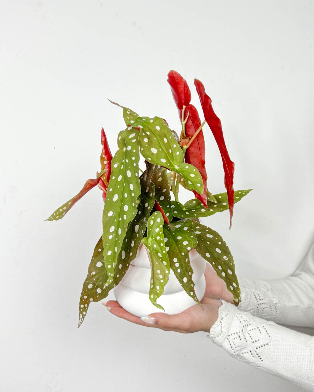 Begónie maculata (Begonia sp.) (M)