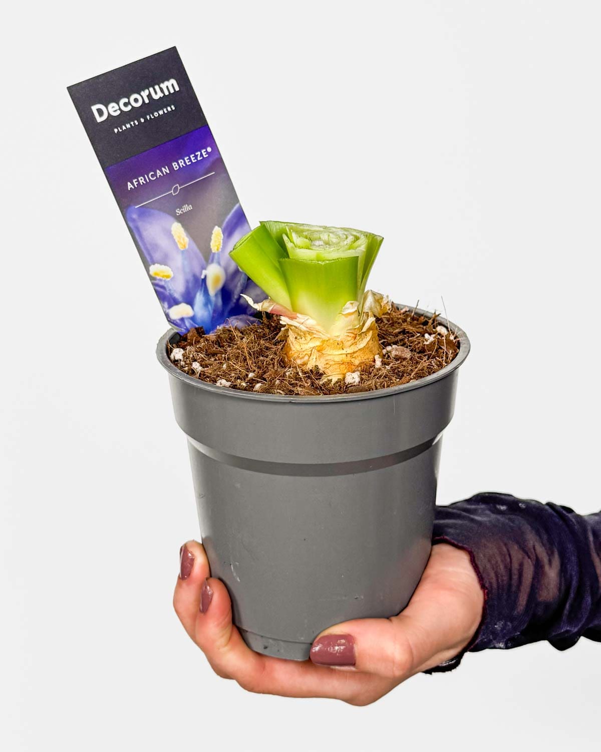 Ladoňka mnohokvětá 'ZACHRAŇ MĚ' (Scilla peruviana) (M)