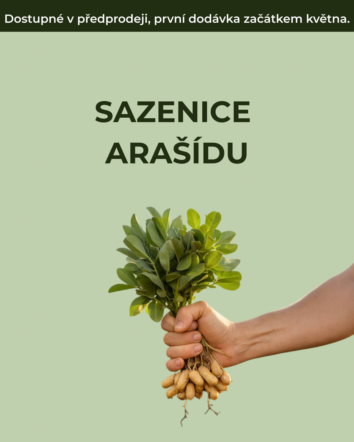 Sazenice arašídu (Arachis hypogaea) (S)