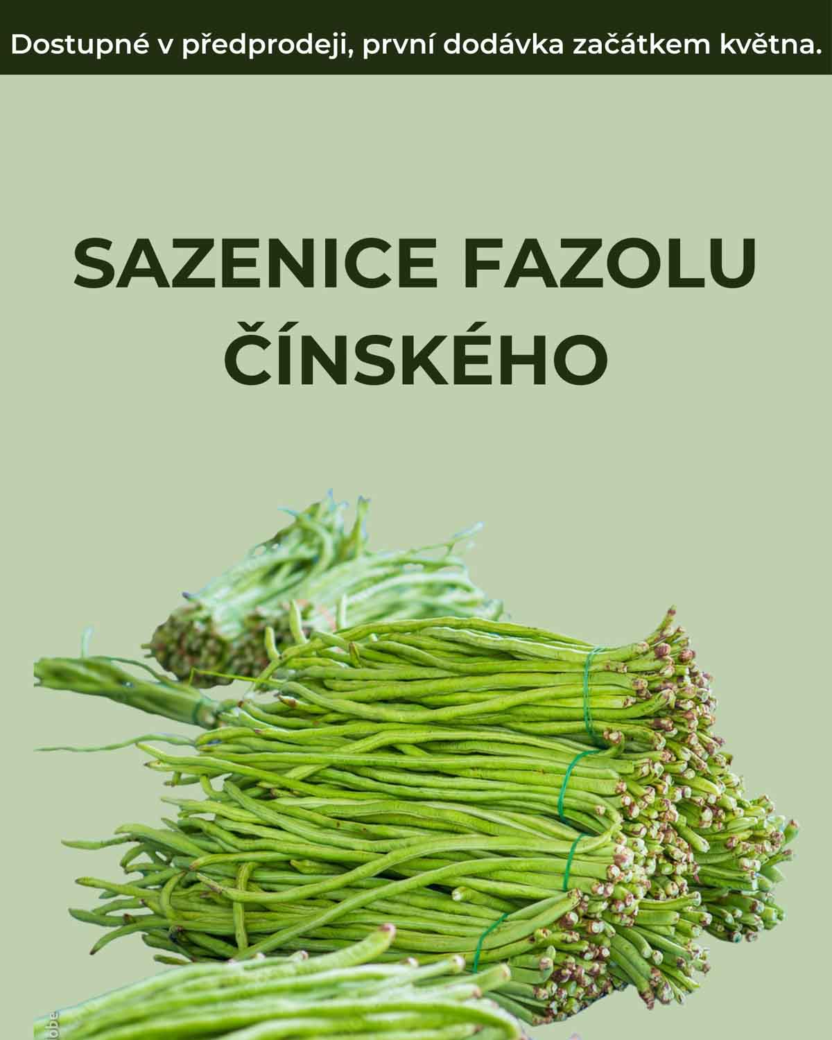 Sazenice fazolu čínského (Vigna unguiculata ssp. sesquipedalis) (S)