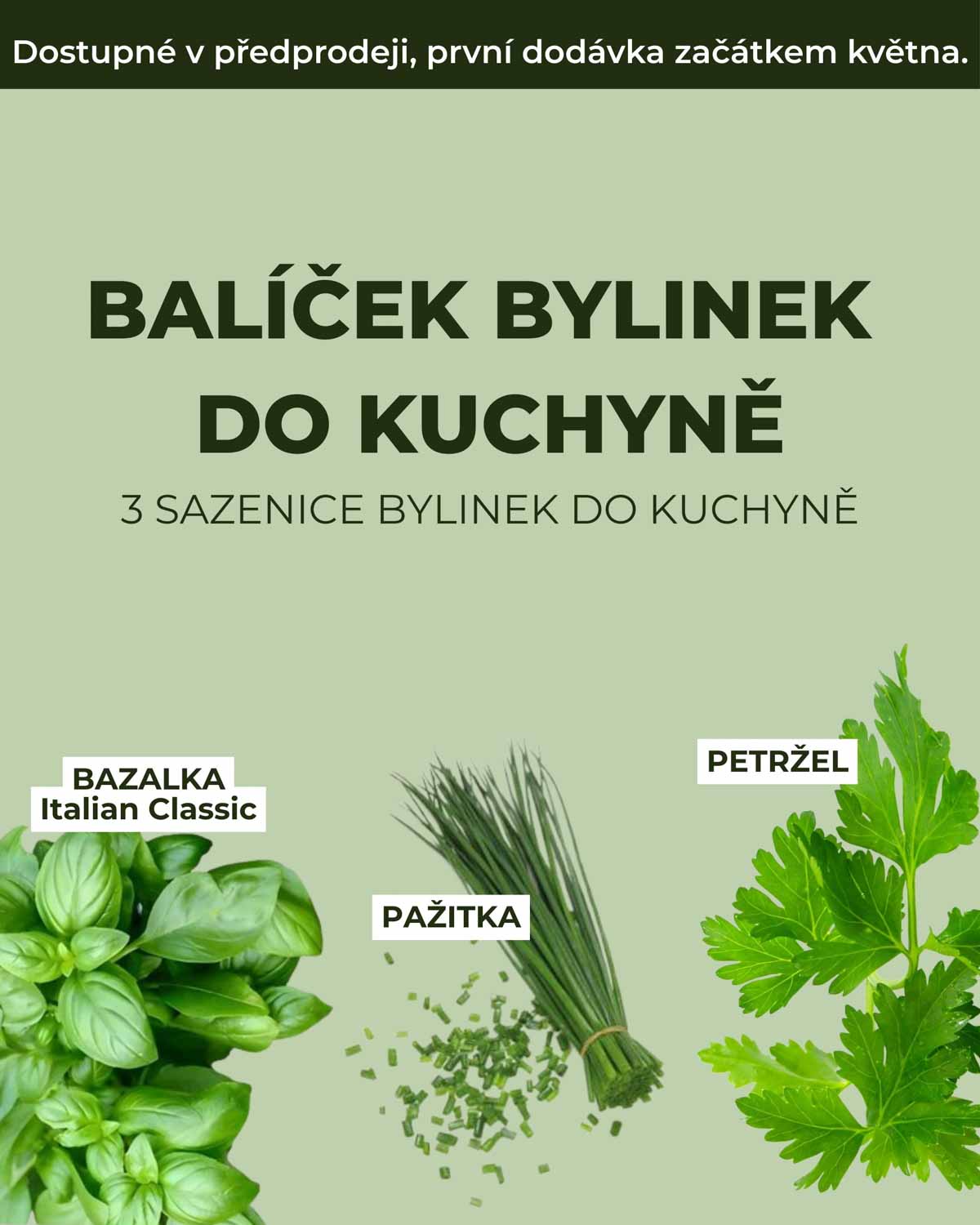 Balíček bylinek do kuchyně (3 sazenice - pažitka, bazalka a petržel)