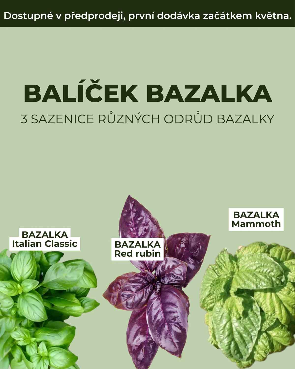 Balíček Bazalka (3 sazenice různých odrůd)