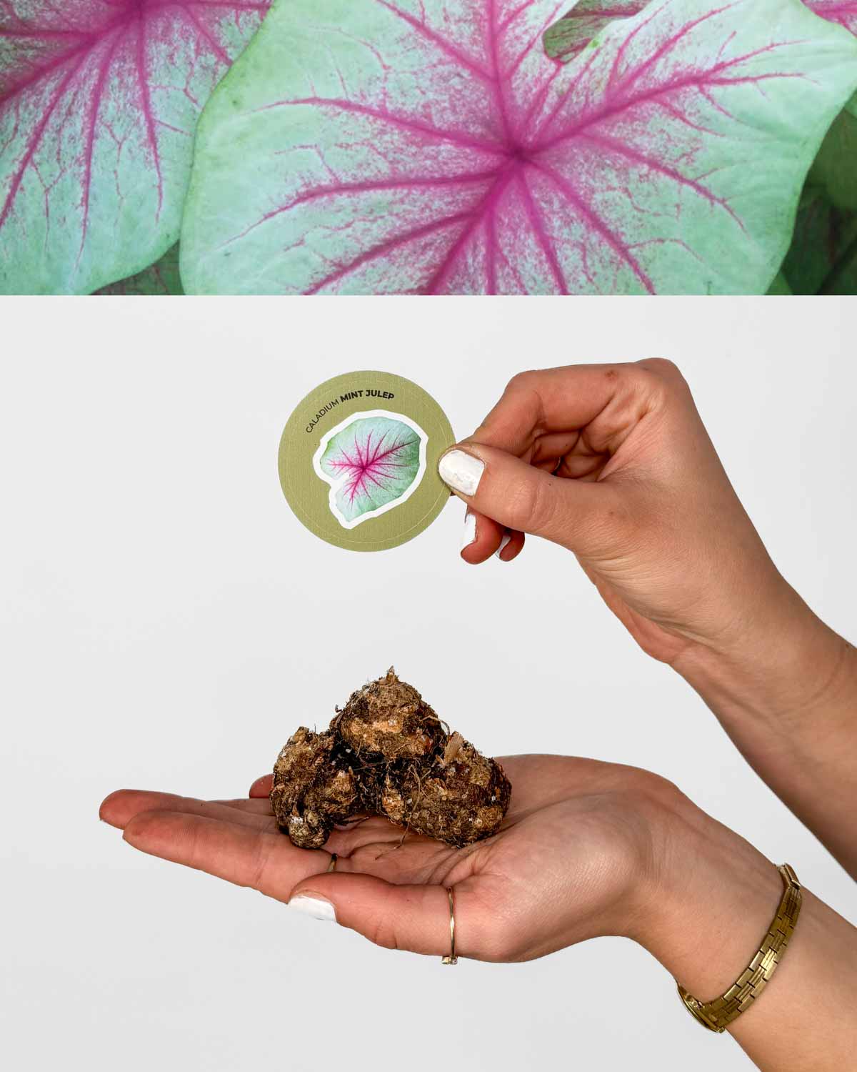 Kaládium 'Mint Julep' (Caladium sp.) (1 jumbo hlíza)