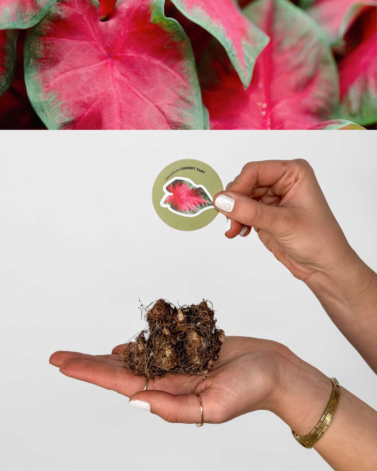 Kaládium 'Cherry Tart' (Caladium sp.) (1 jumbo hlíza)