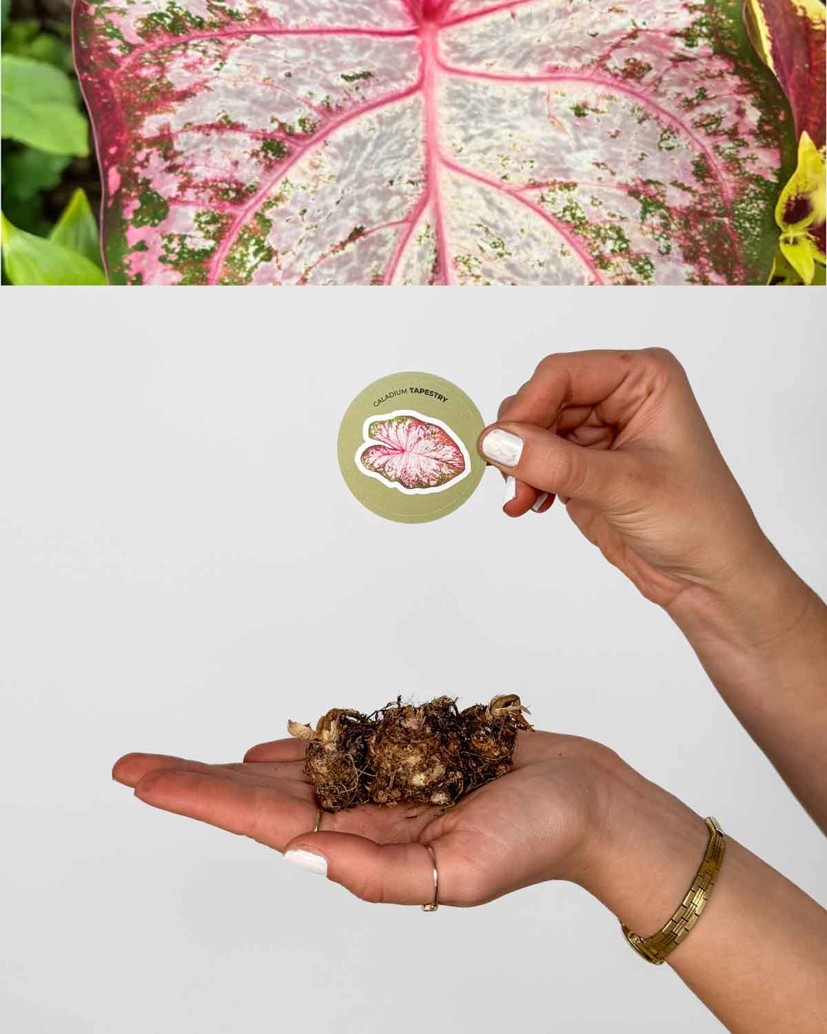 Kaládium 'Tapestry' (Caladium sp.) (1 hlíza)