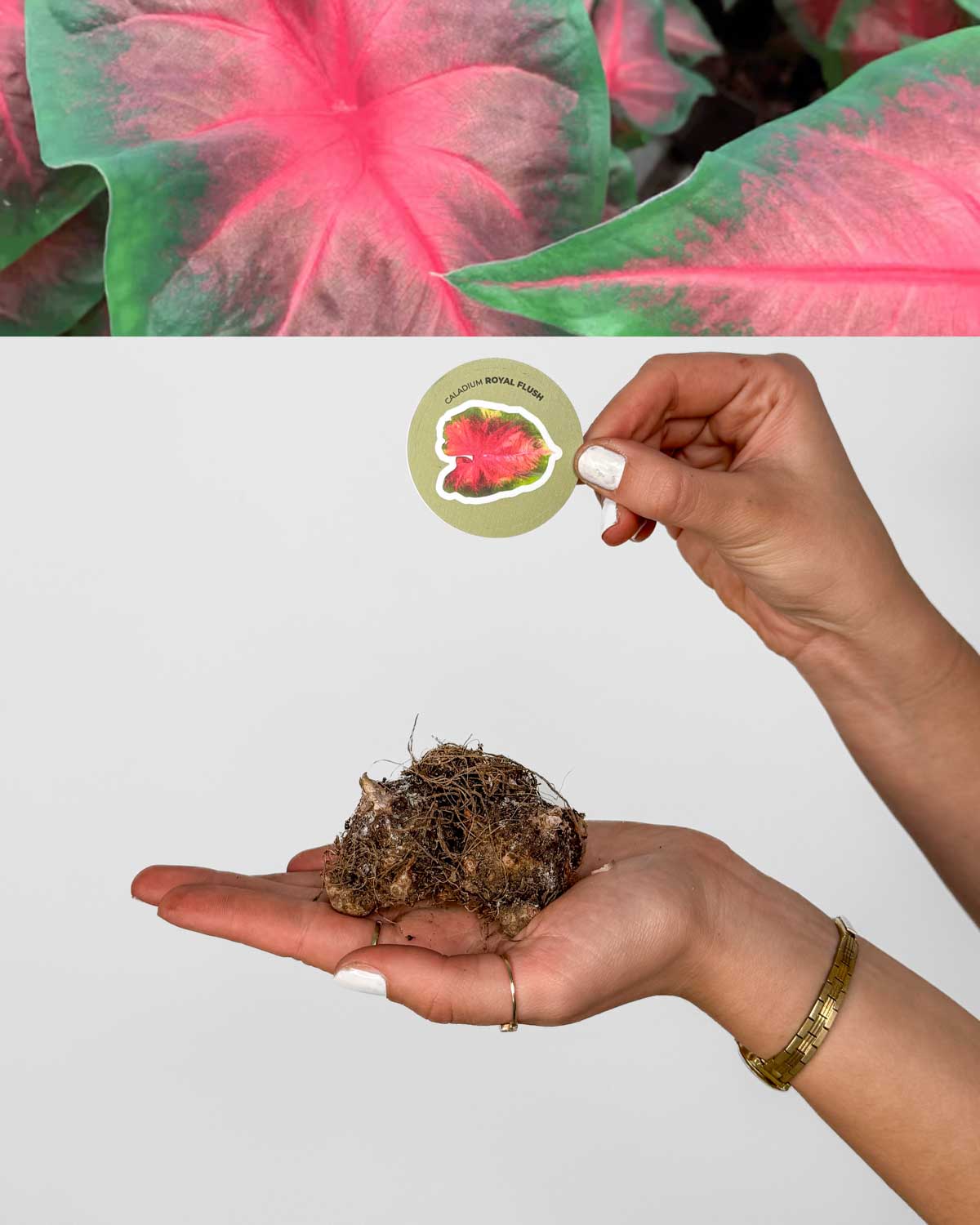 Kaládium 'Royal Flush' (Caladium sp.) (1 jumbo hlíza)