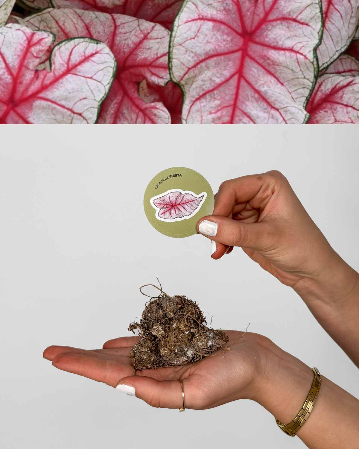 Kaládium 'Fiesta' (Caladium) (1 jumbo hlíza)