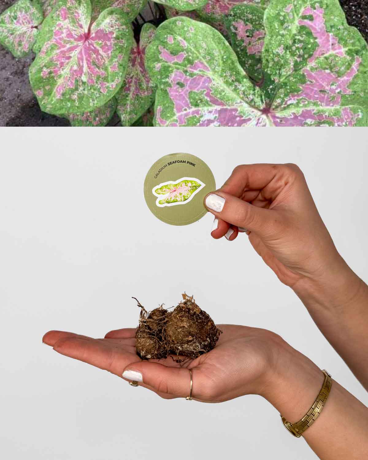 Kaládium 'Seafoam Pink' (Caladium sp.) (1 hlíza)