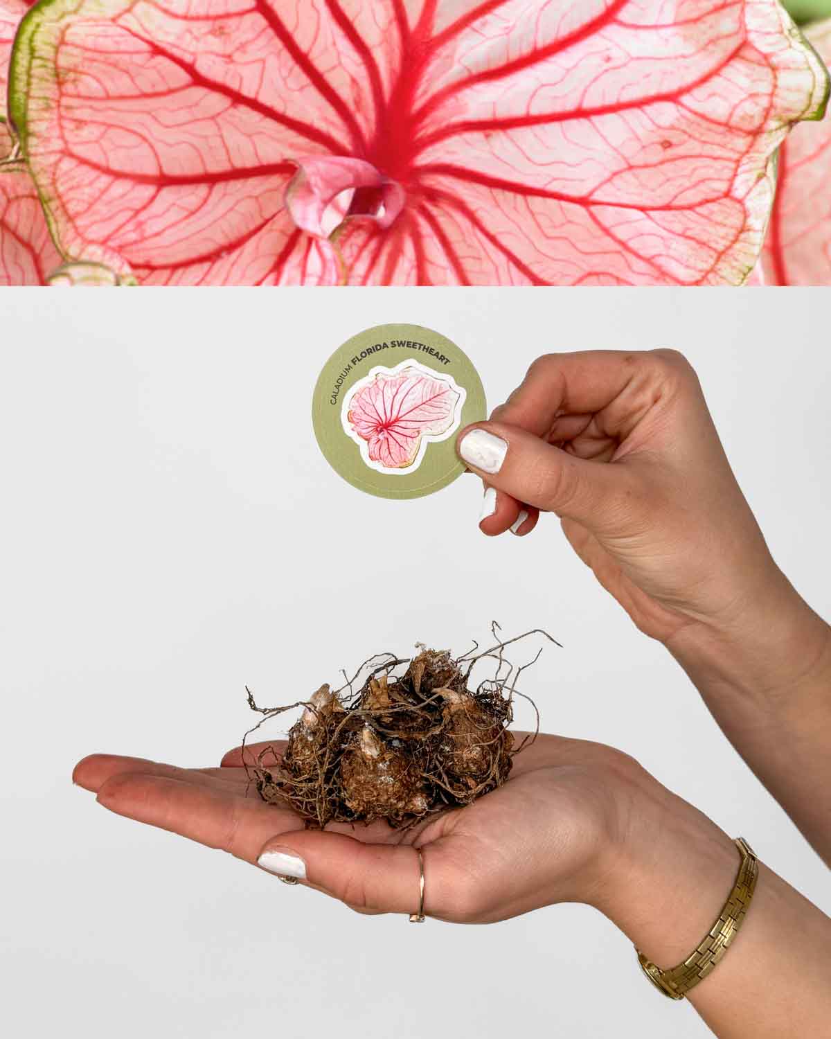 Kaládium 'Florida Sweetheart' (Caladium sp.) (1 jumbo hlíza)