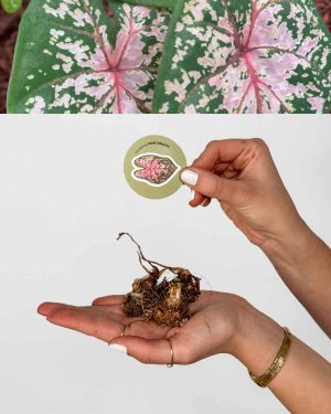 Kaládium 'Pink Beauty' (Caladium sp.) (1 jumbo hlíza)