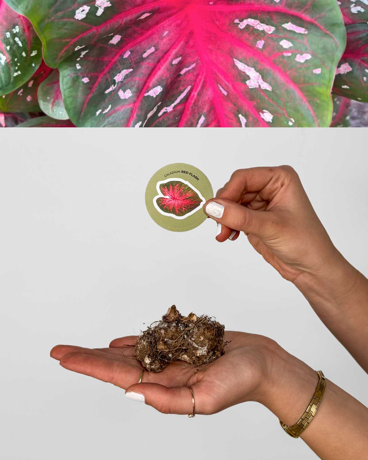 Kaládium 'Red Flash' (Caladium sp.) (1 jumbo hlíza)