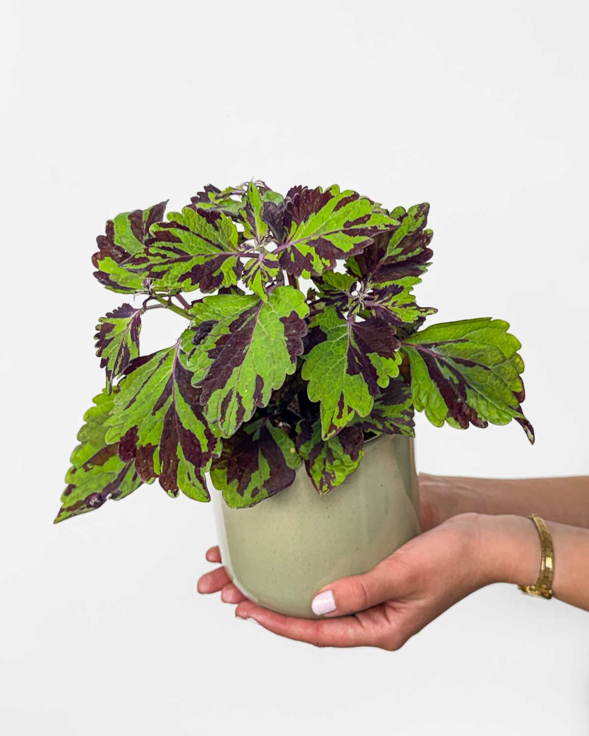 Pestrá kopřiva - zelená (Plectranthus coleus) (M)
