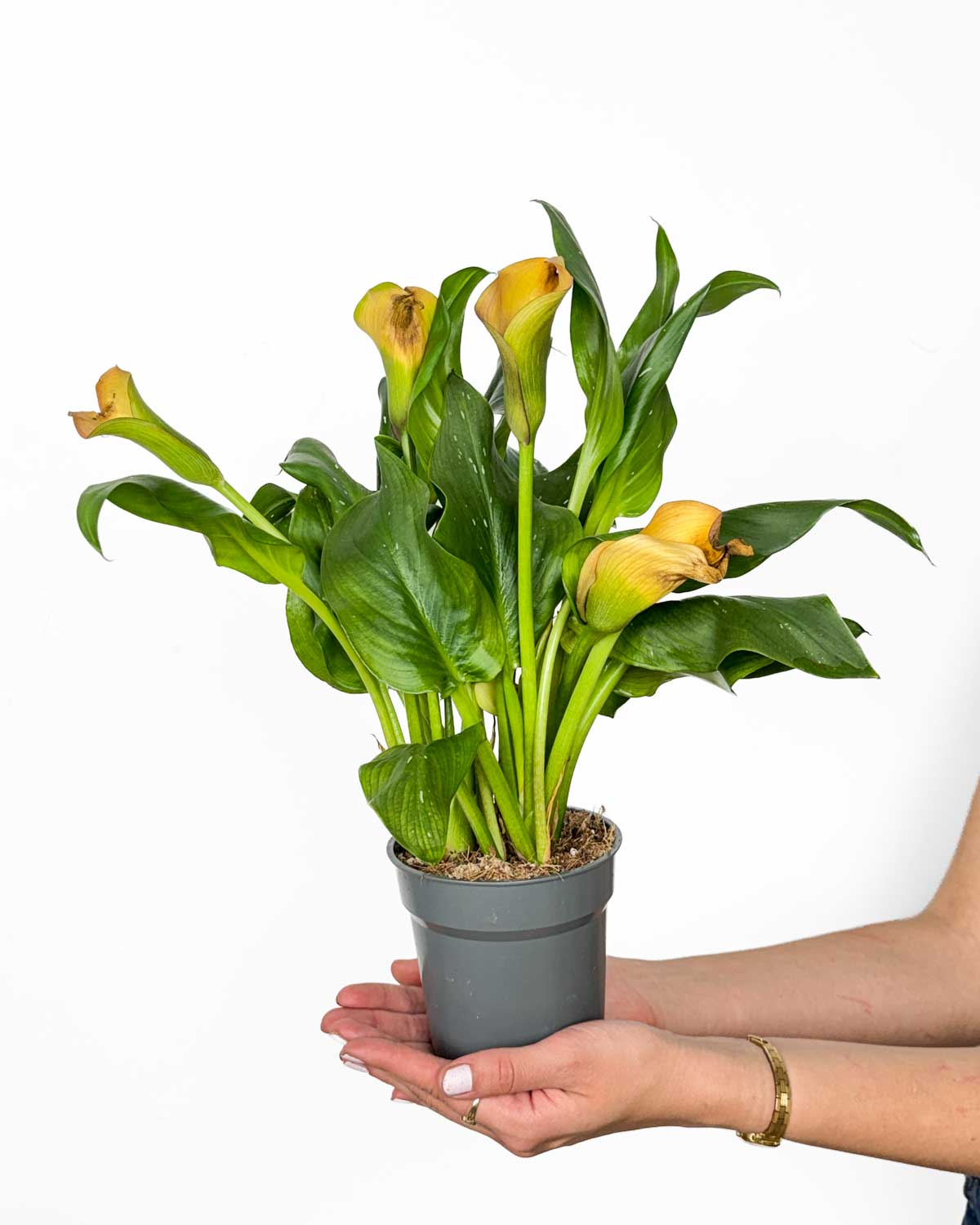 Kala 'Morning Sun' – oranžová 'ZACHRAŇ MĚ' (Zantedeschia sp.) (M)