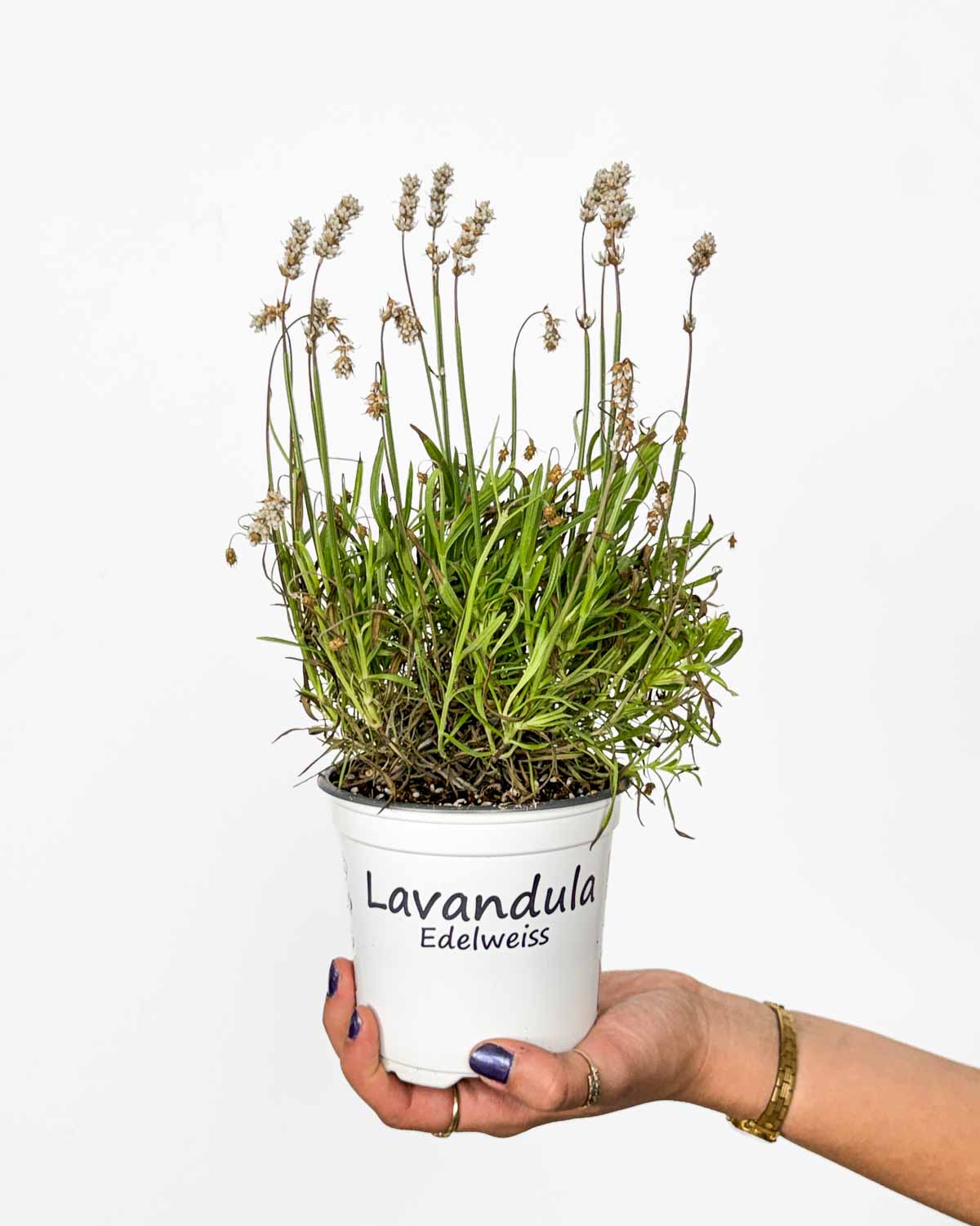 Bílá levandule 'Edelweiss' (Lavandula angustifolia) 'ZACHRAŇ MĚ' (M)
