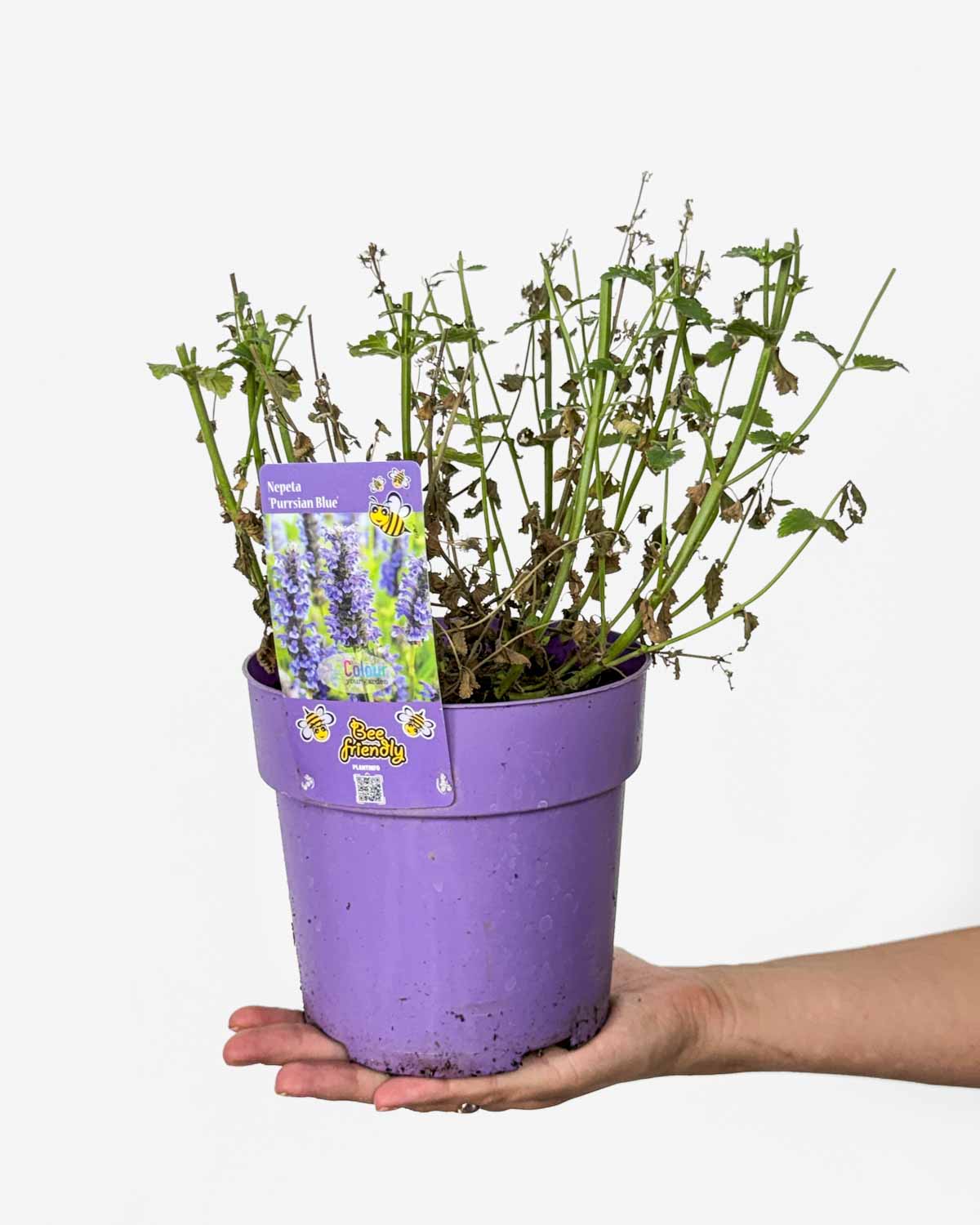 Kočičí máta 'Purrsian Blue' ZACHRAŇ MĚ (Nepeta × faassenii) (M)