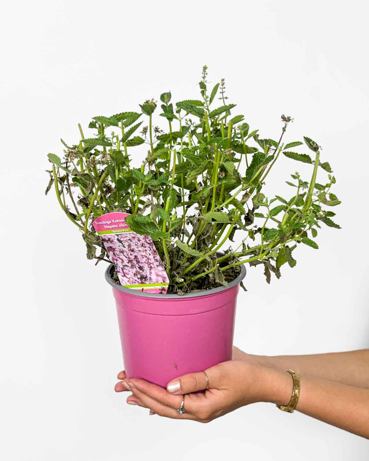 Šanta kočičí ‘Serene Pink’ ZACHRAŇ MĚ (Nepeta) (L)