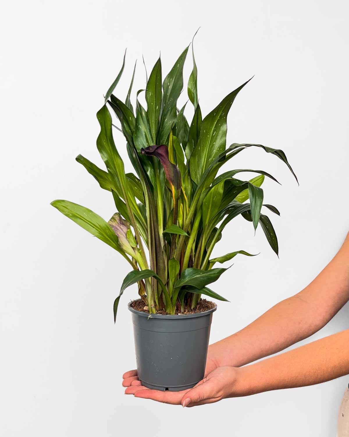 Fialová kala 'ZACHRAŇ MĚ' (Zantedeschia) (M)