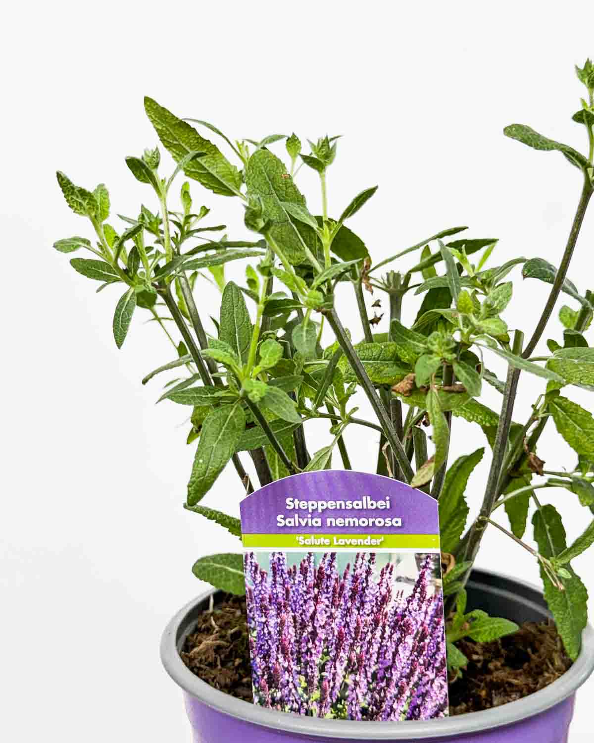 Šalvěj hajní 'Salute lavander' 'ZACHRAŇ MĚ' (Salvia nemorosa) (M)